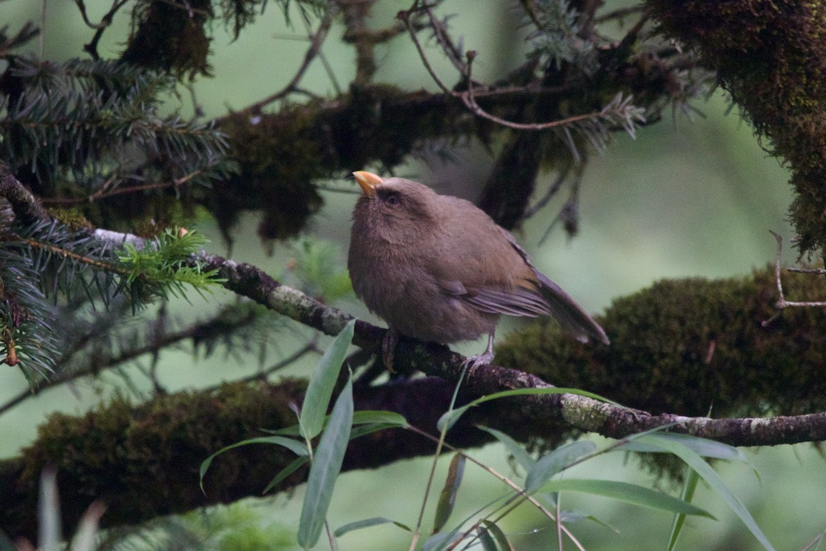 Great Parrotbill - ML646089539