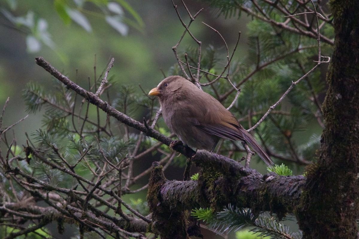 Great Parrotbill - ML646089540