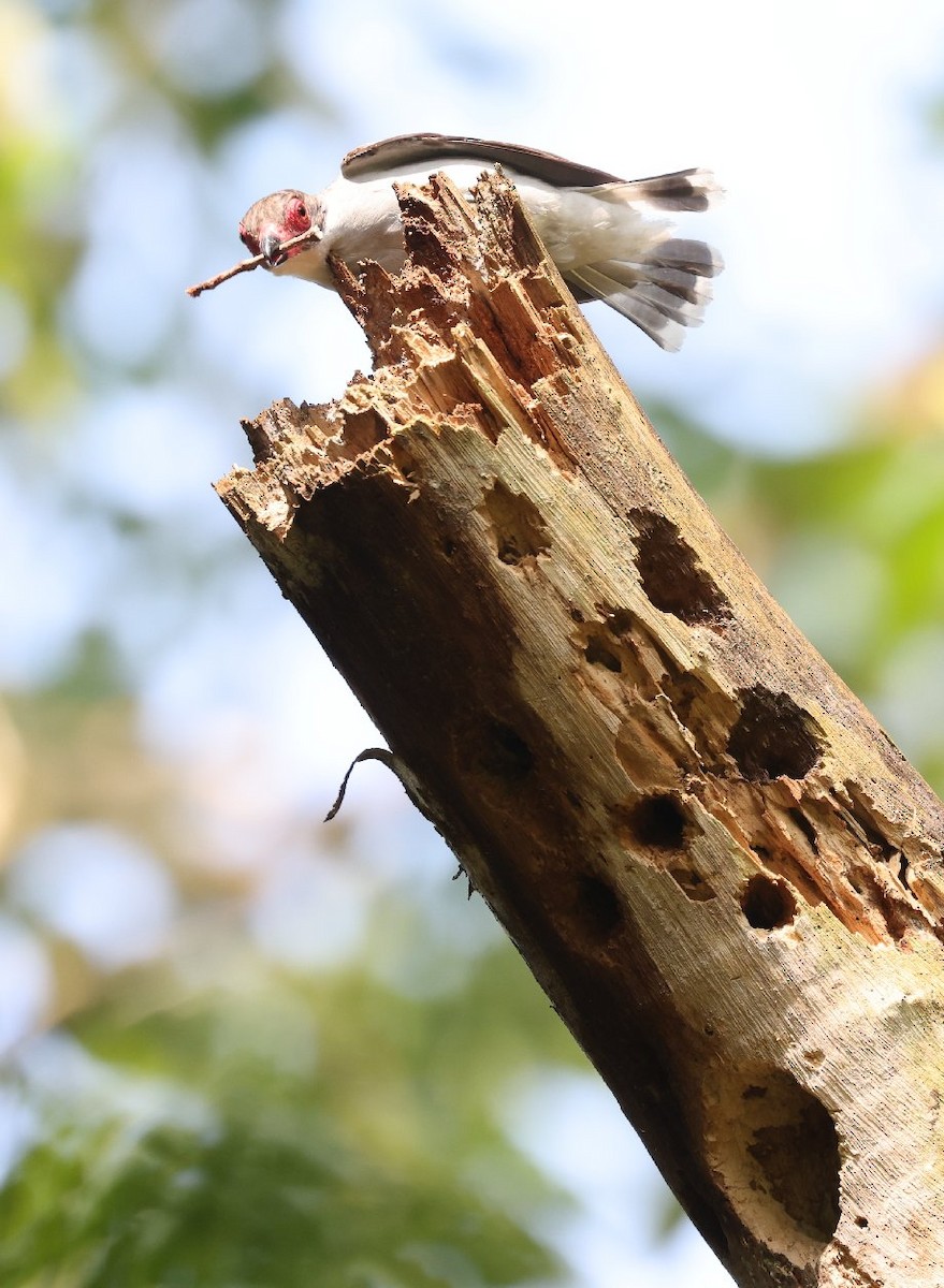 Masked Tityra - ML646089541