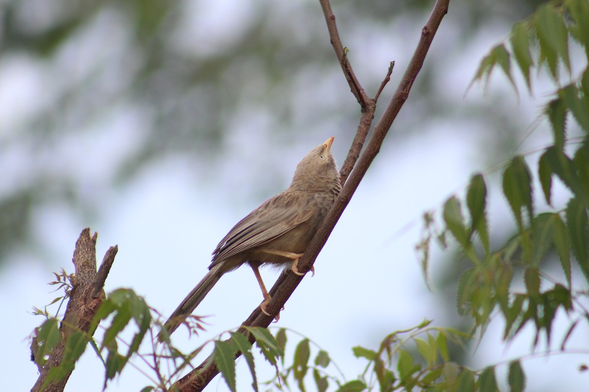 Желтоклювая дроздовка - ML646089544