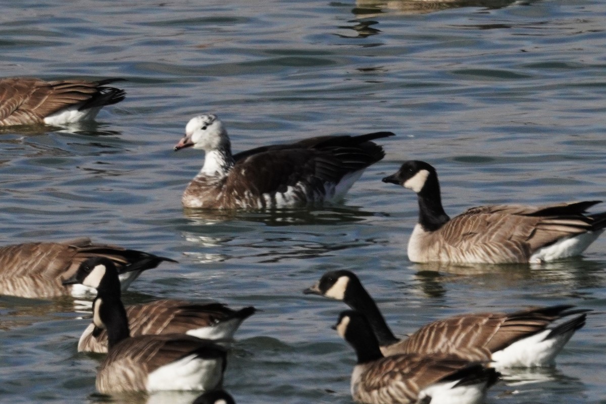 Snow x Cackling Goose (hybrid) - ML646089547