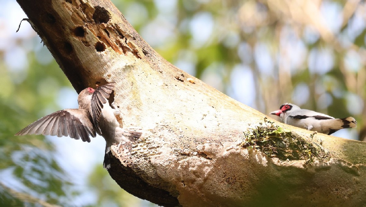 Масковая титира - ML646089548