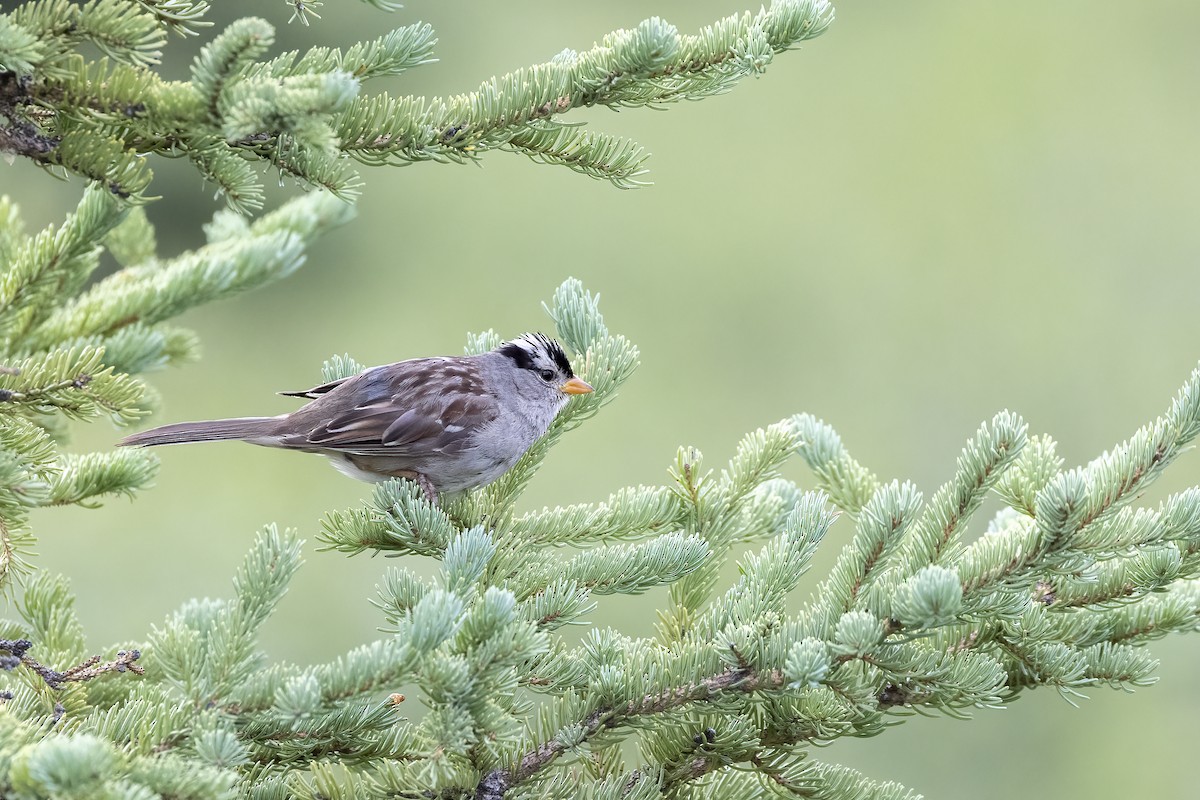 Белобровая овсянка (gambelii) - ML646089553