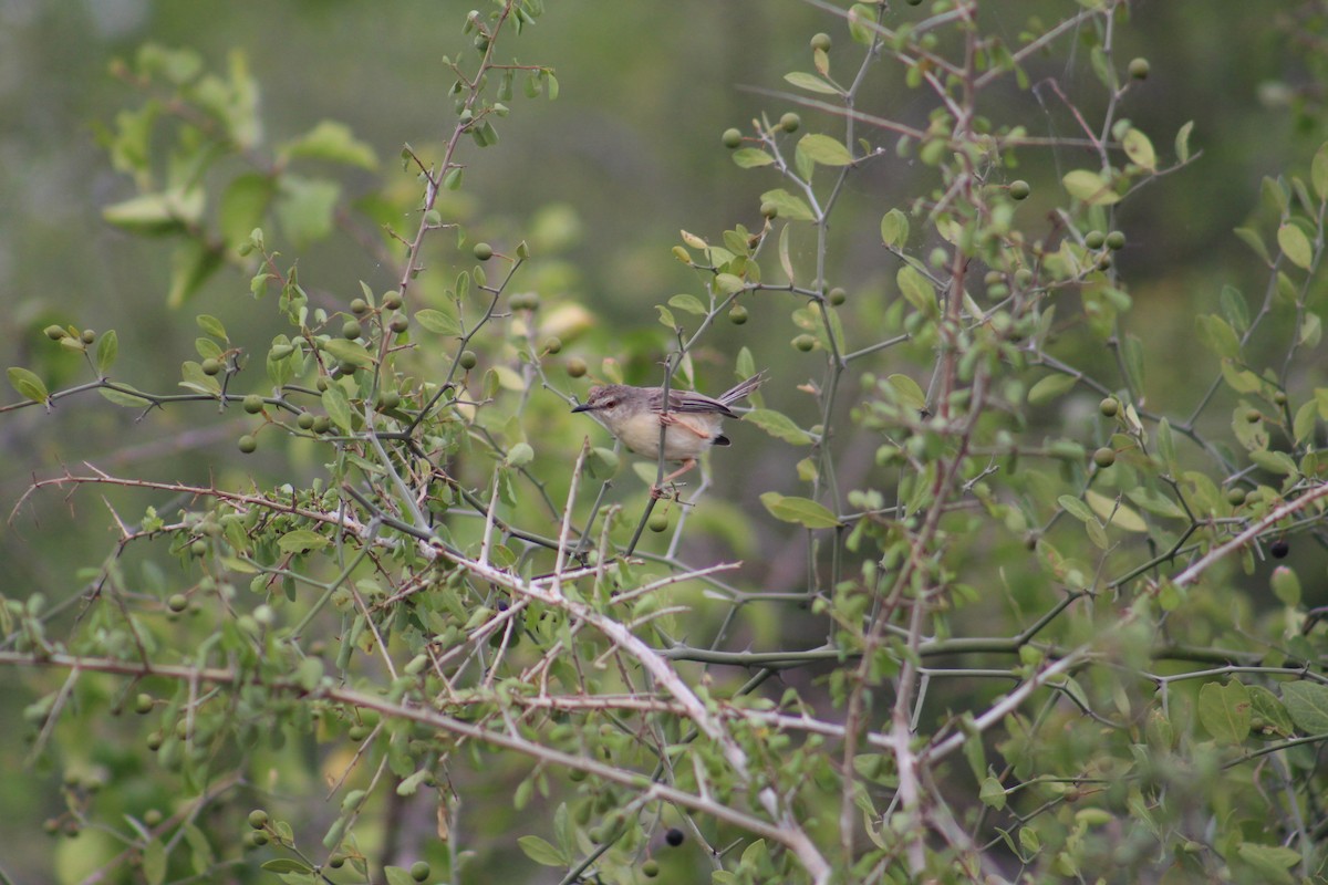 Буроголовая приния - ML646089555