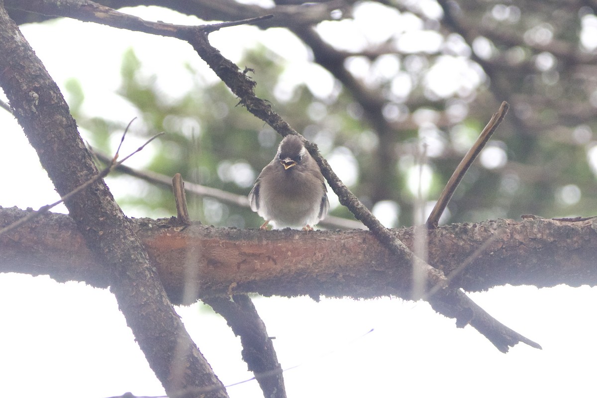 Диадемовая юхина - ML646089559