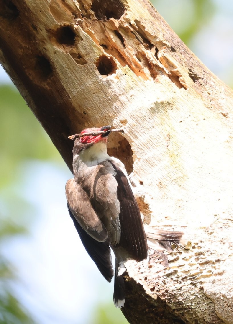 Масковая титира - ML646089560