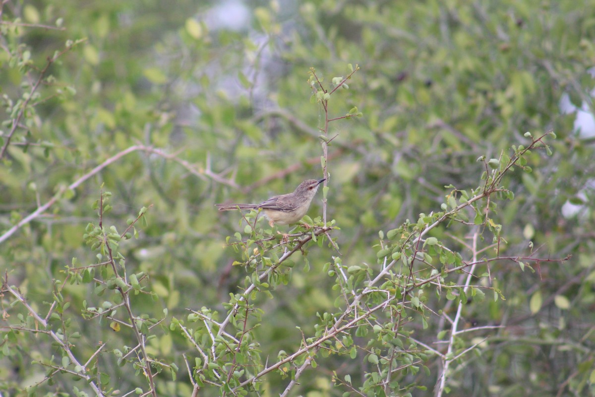 Буроголовая приния - ML646089561