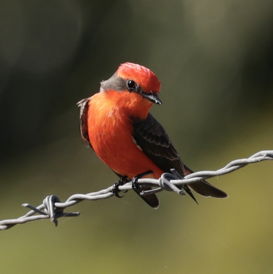 Vermilion Flycatcher - ML646089565