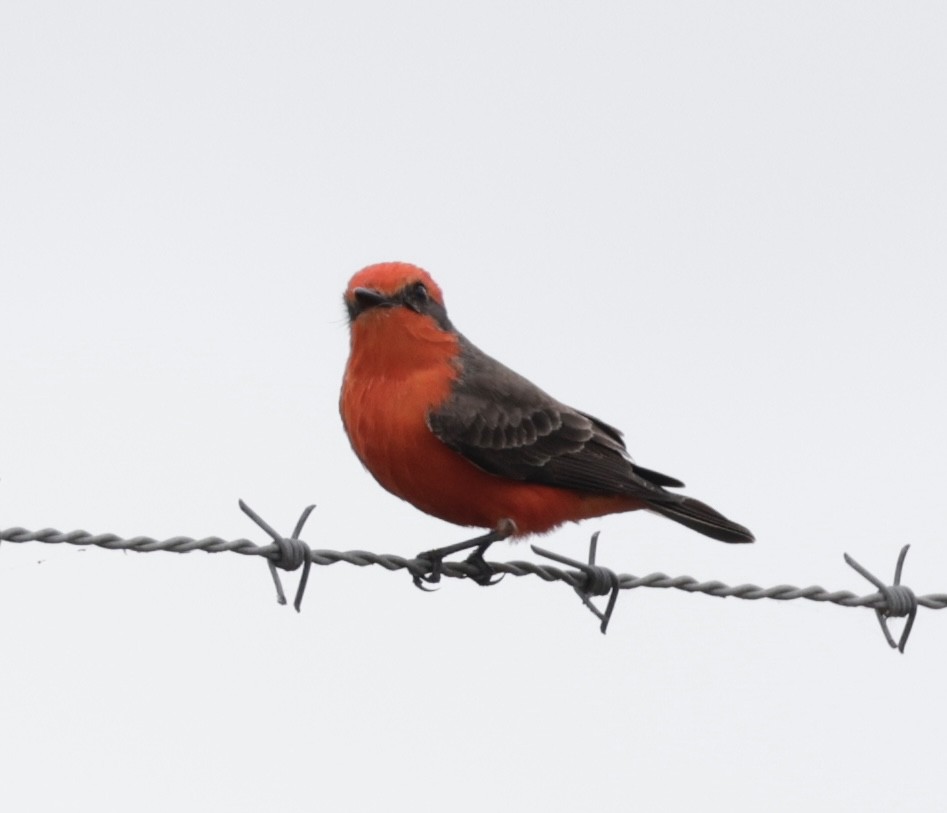 Vermilion Flycatcher - ML646089566