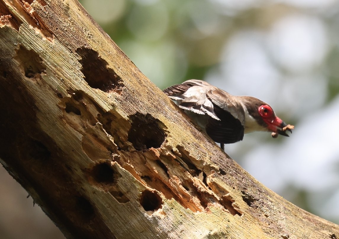 Масковая титира - ML646089567