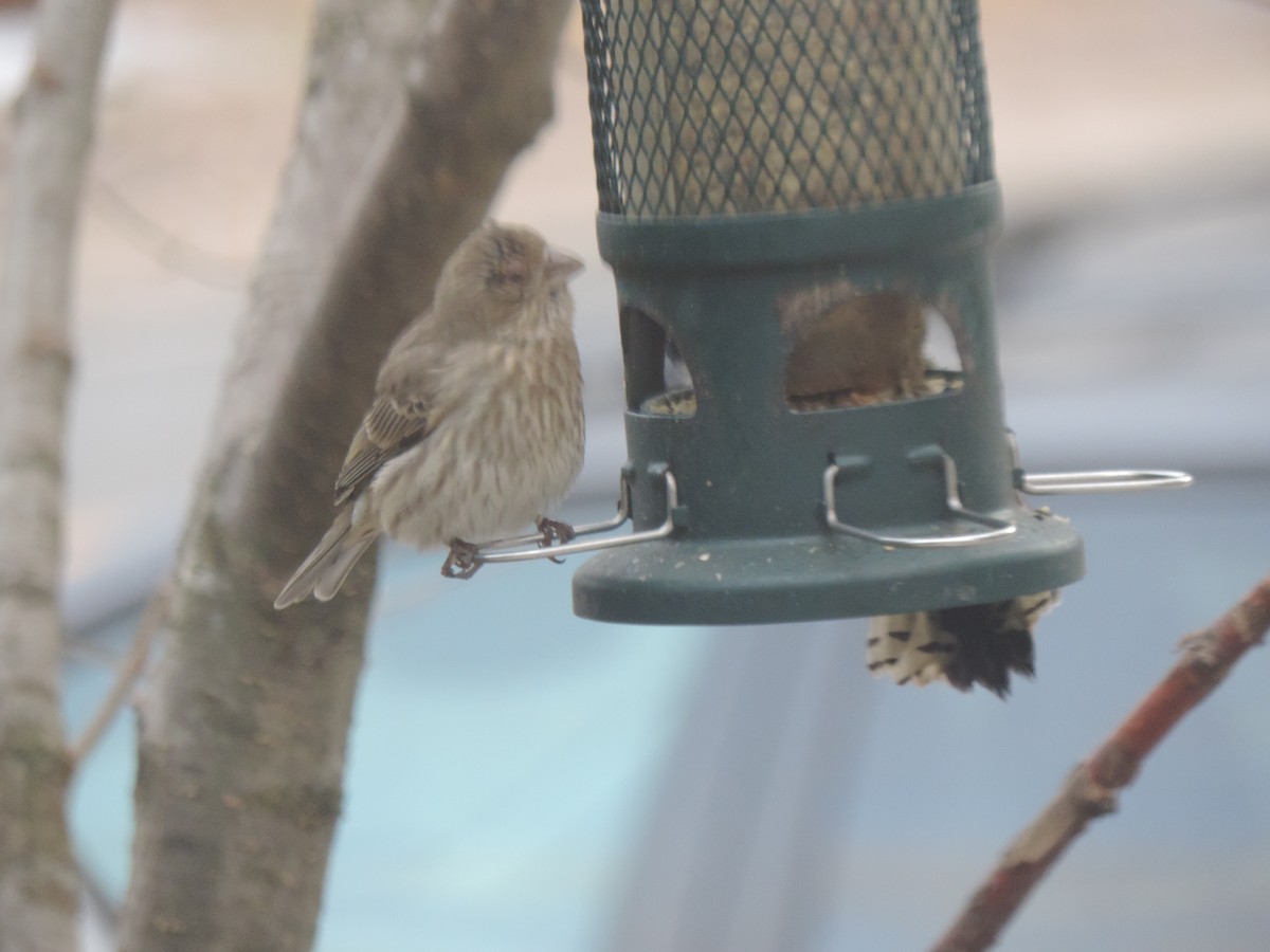 Мексиканская чечевица - ML646089569