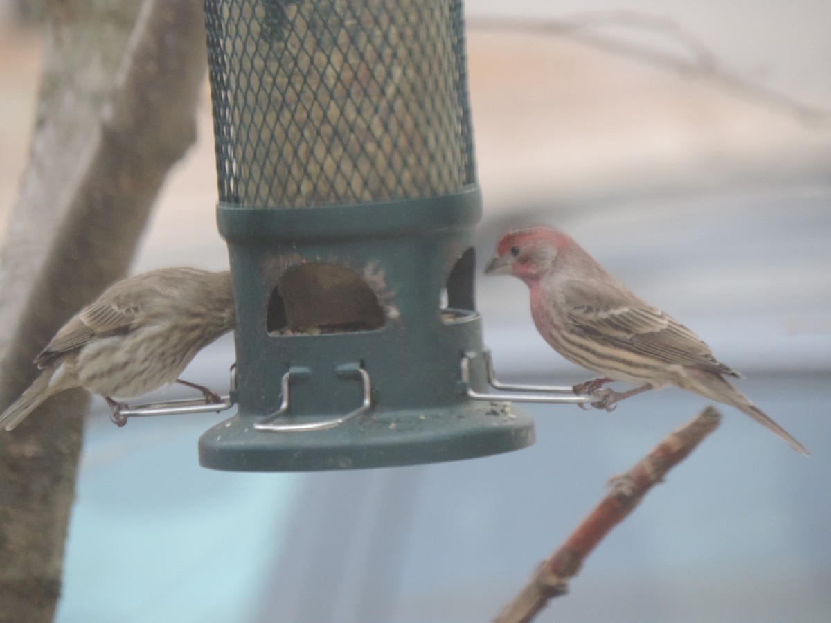 Мексиканская чечевица - ML646089570