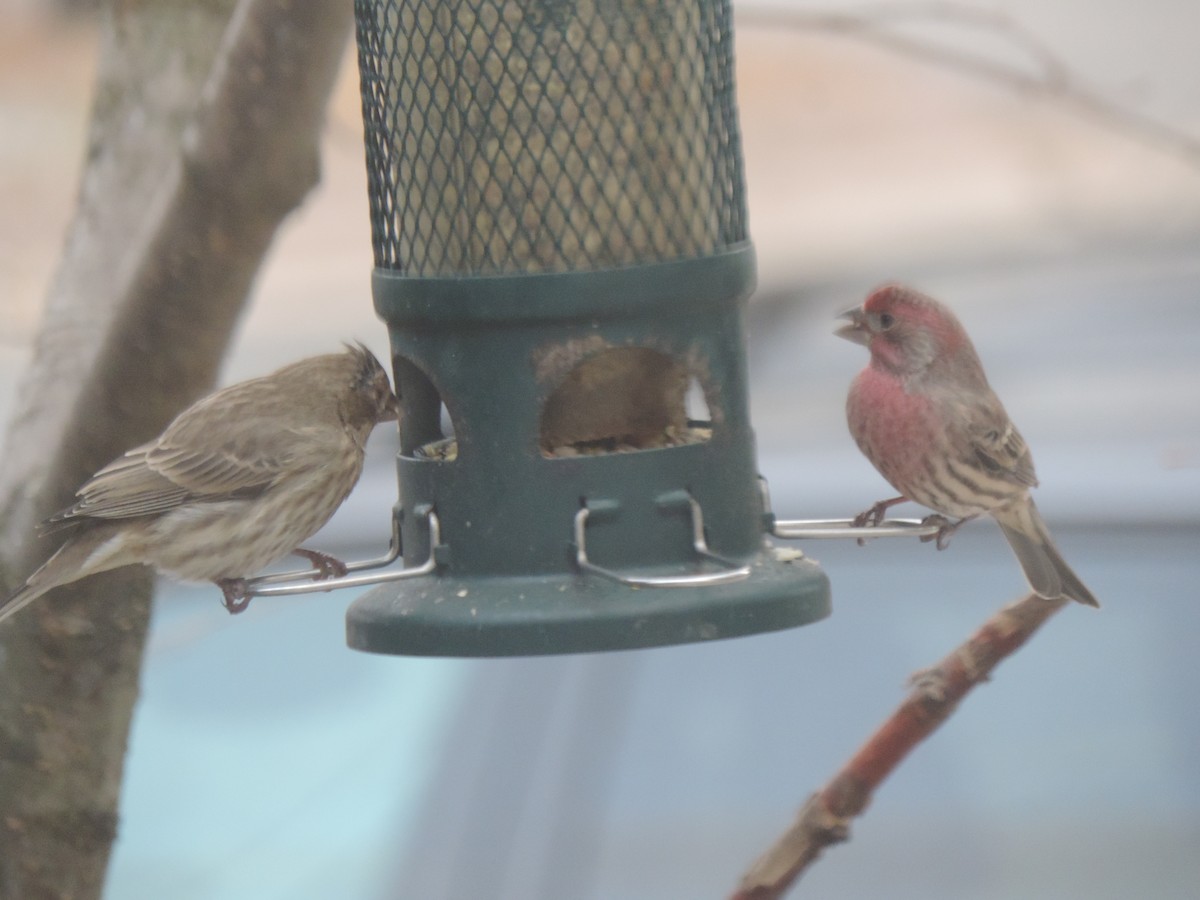 Мексиканская чечевица - ML646089571