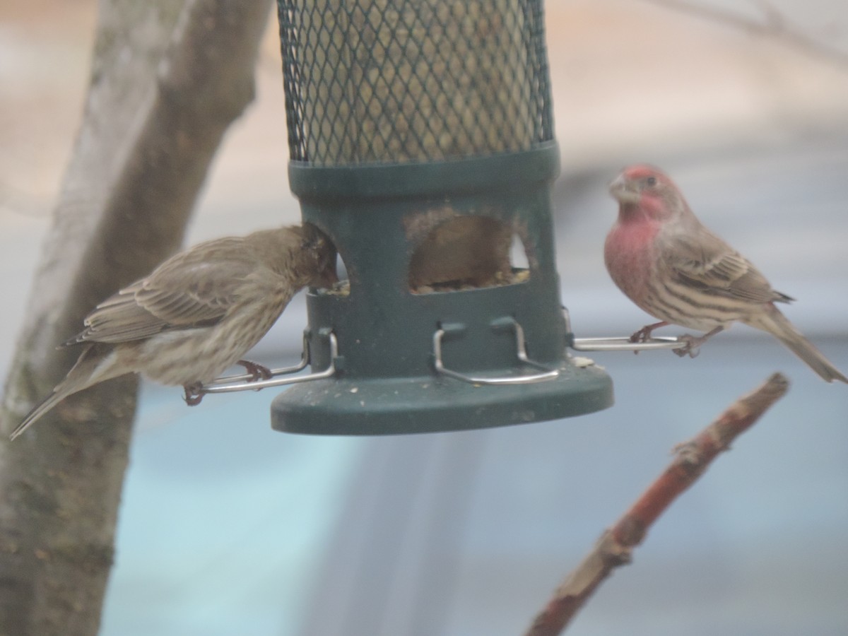 Мексиканская чечевица - ML646089573