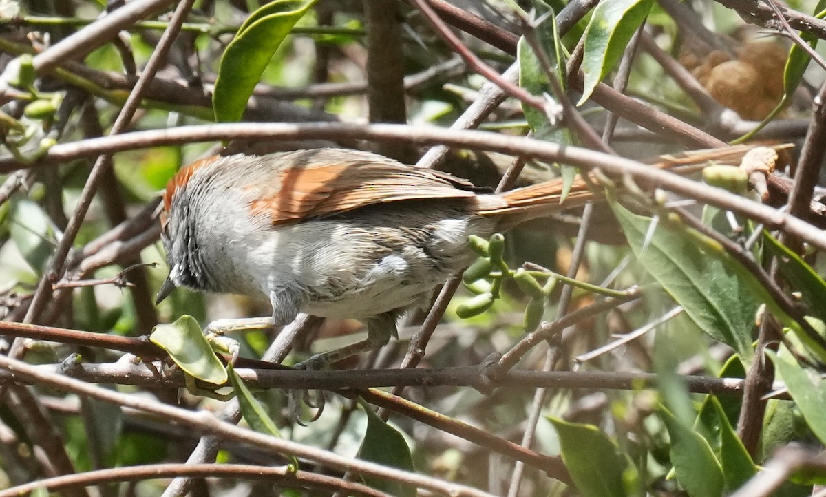 Темнолобая иглохвостка - ML646089575