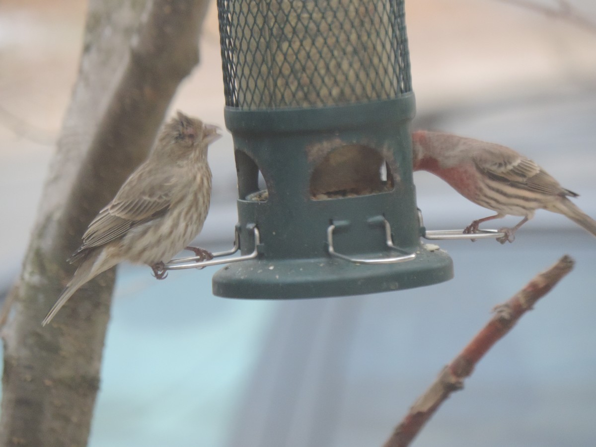 Мексиканская чечевица - ML646089577