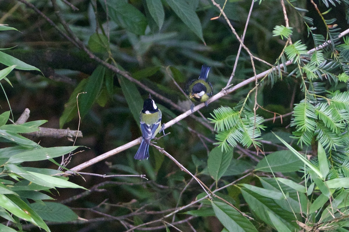 Зеленоспинная синица - ML646089581