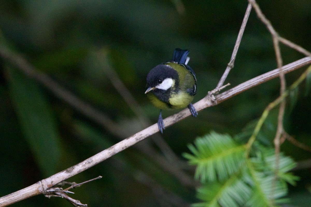 Зеленоспинная синица - ML646089582