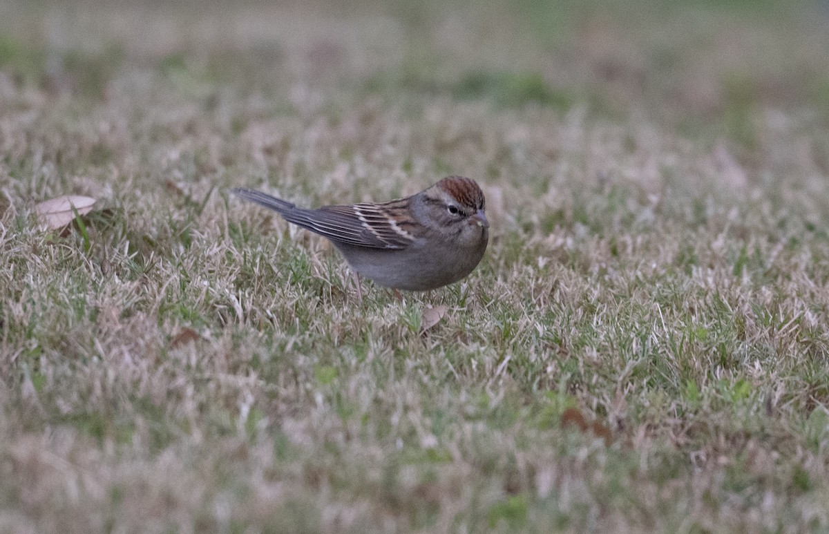 Малая воробьиная овсянка - ML646089585