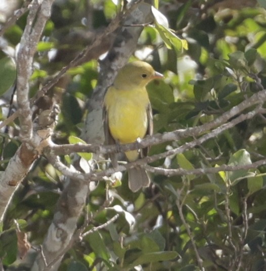 Western Tanager - ML646089590