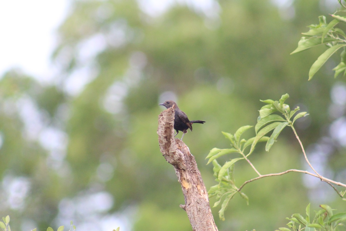 Рыжегузый шама - ML646089592