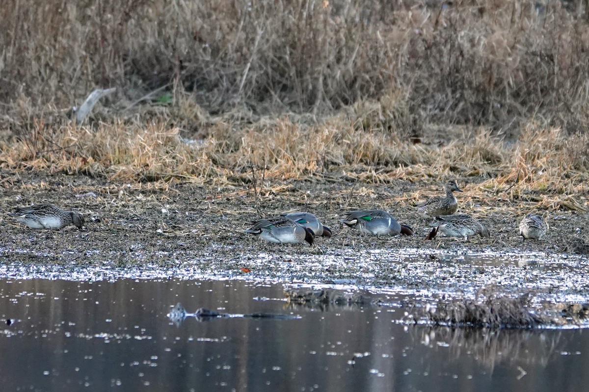 Green-winged Teal - ML646089595
