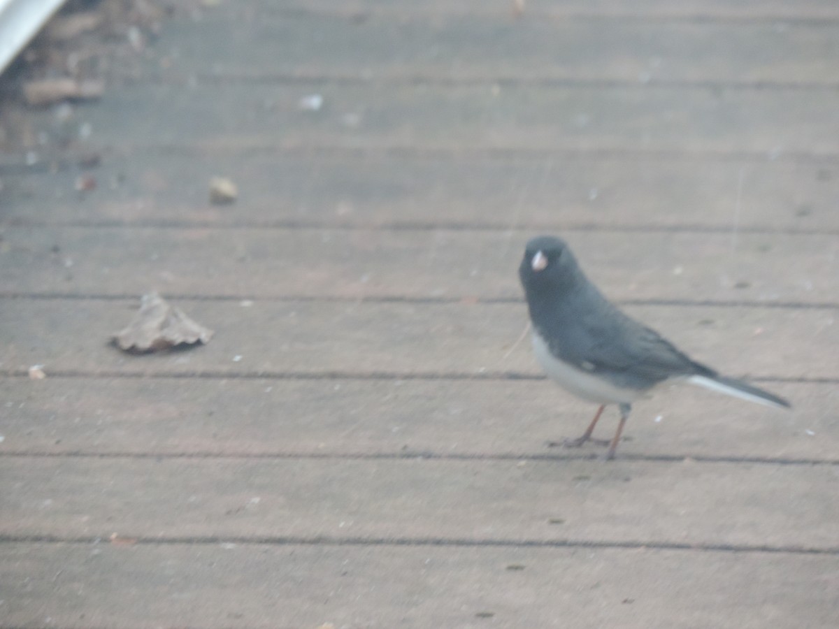 Серый юнко - ML646089599