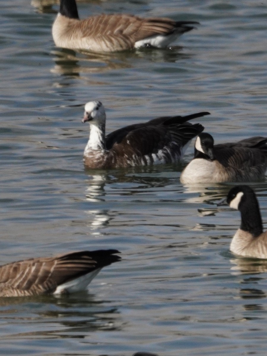 Snow x Cackling Goose (hybrid) - ML646089602