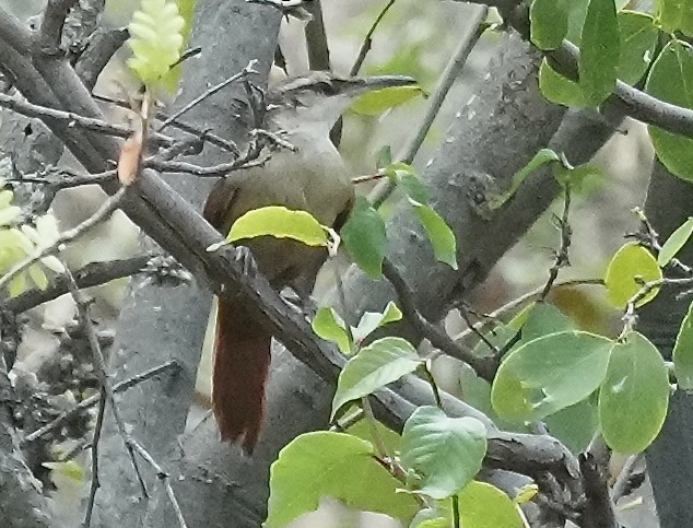 boliviamarkløper - ML646089614