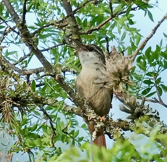 boliviamarkløper - ML646089616