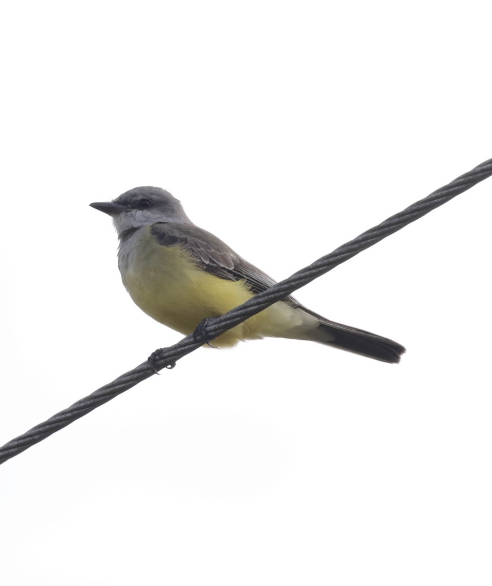Western Kingbird - ML646089619