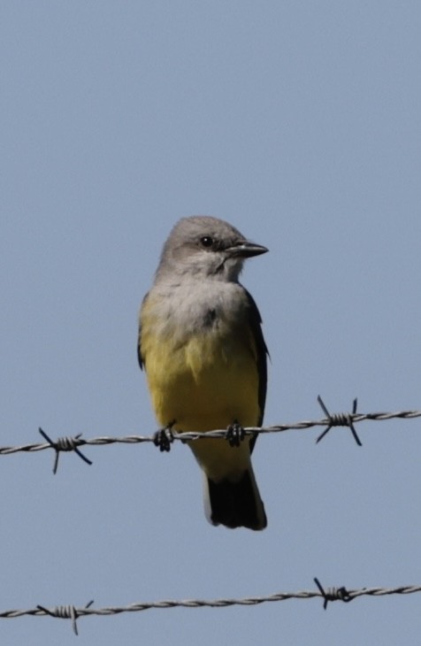 Western Kingbird - ML646089620