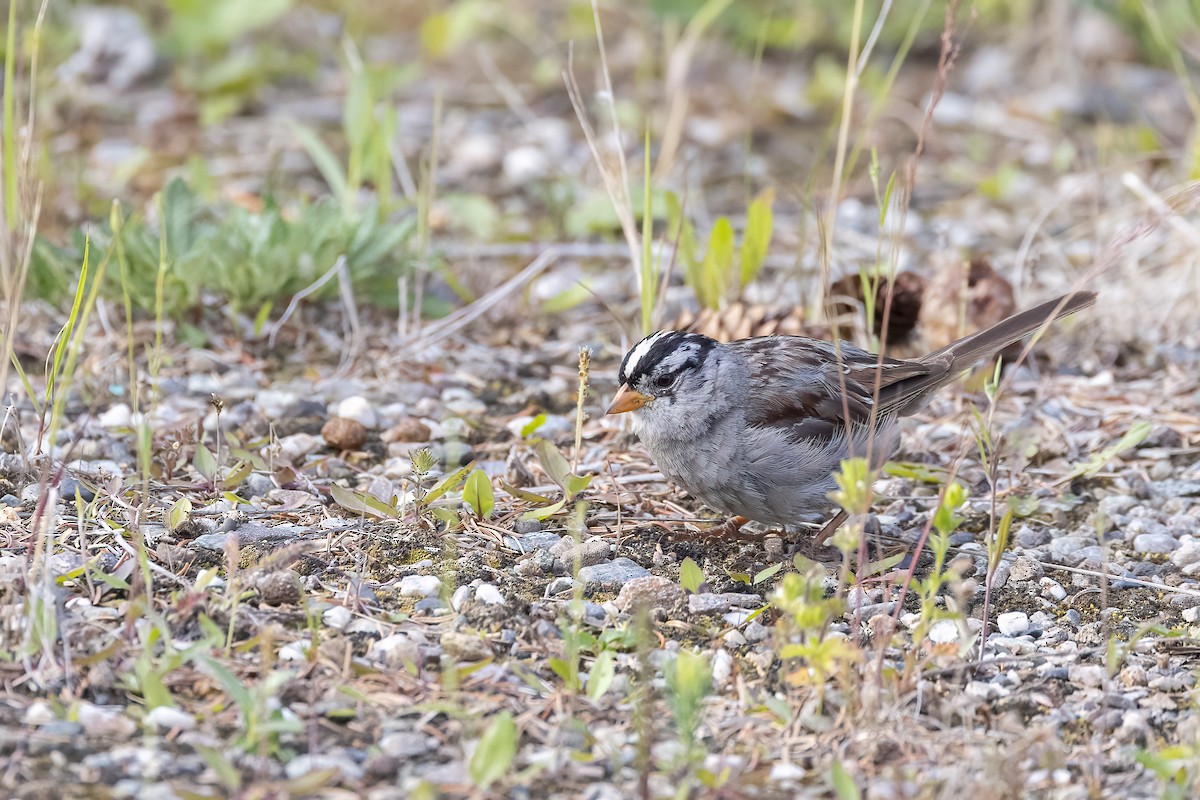 White-crowned Sparrow (Gambel's) - ML646089626