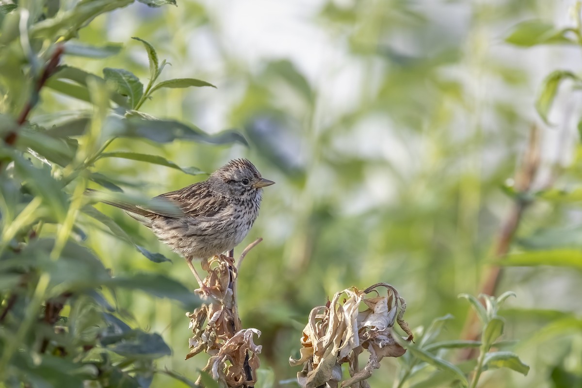 Lincoln's Sparrow - ML646089635