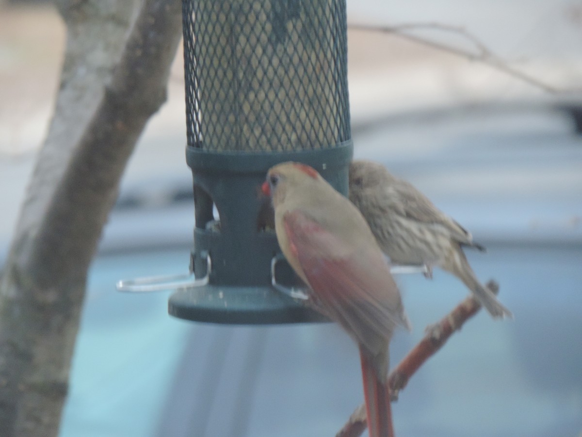 Cardinal rouge - ML646089644