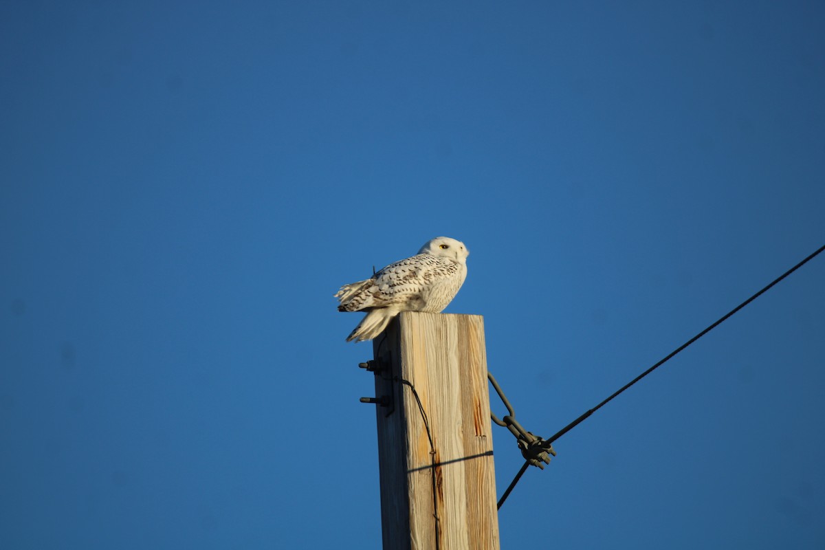Snowy Owl - ML646089649