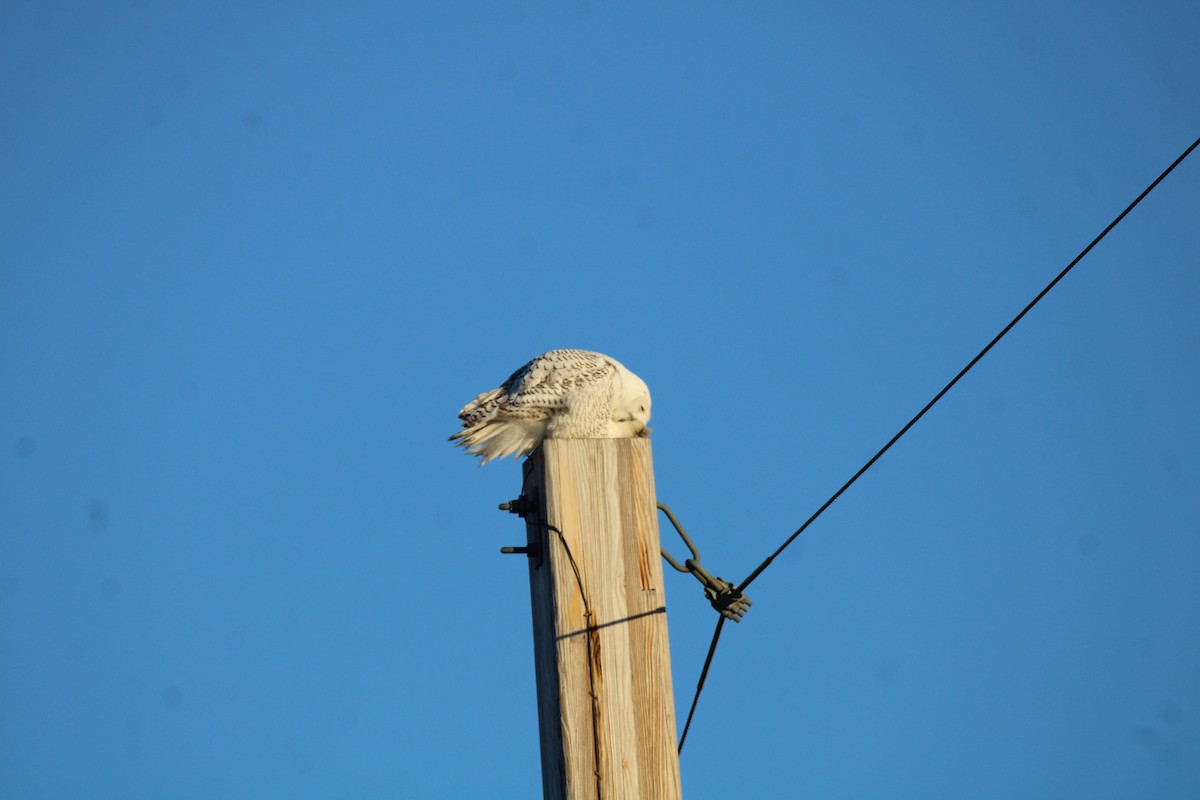 Snowy Owl - ML646089650