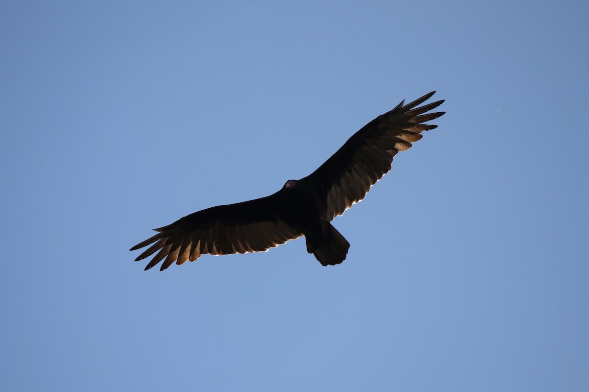 Turkey Vulture - ML646089653