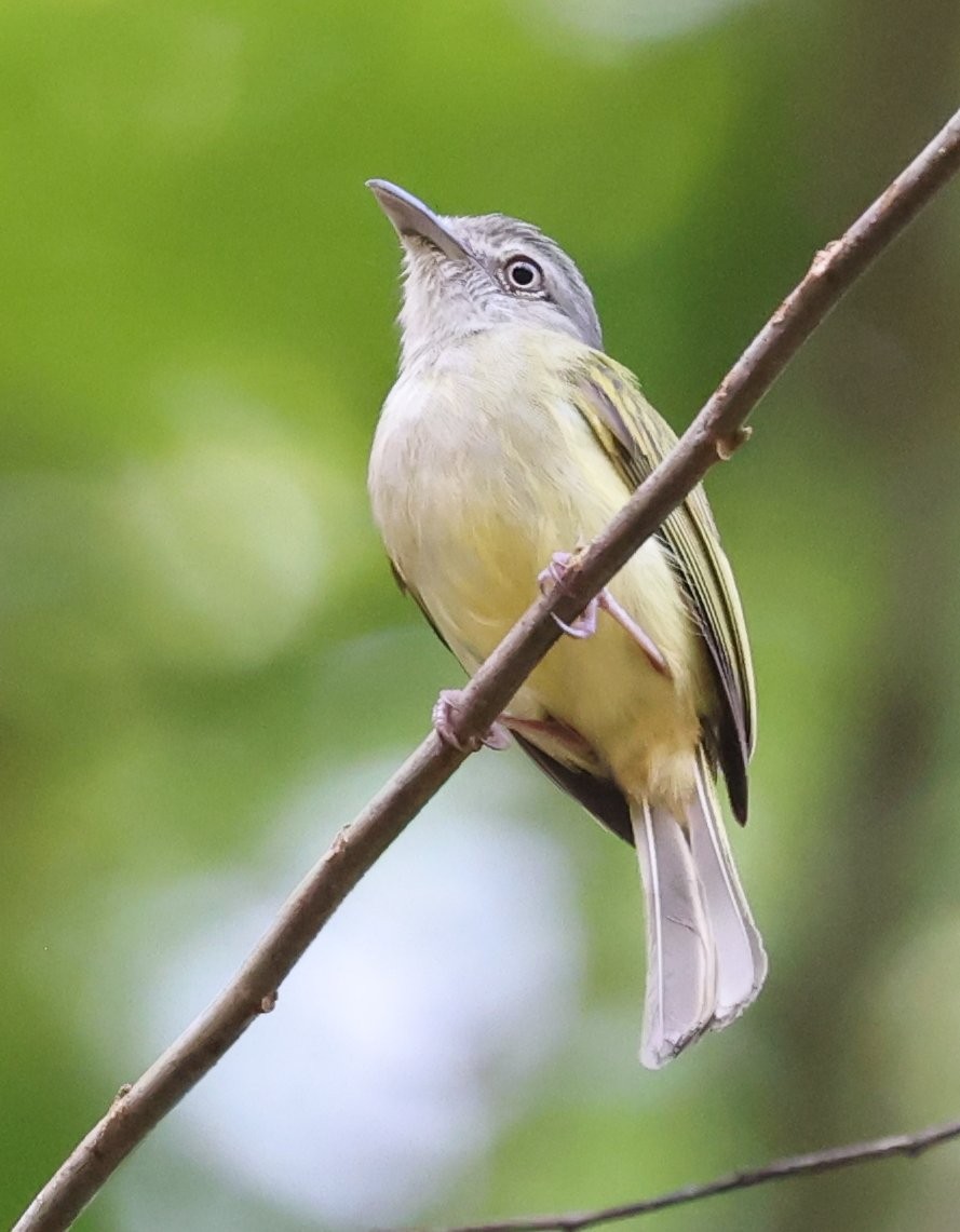 Yellow-olive Flatbill - ML646089659