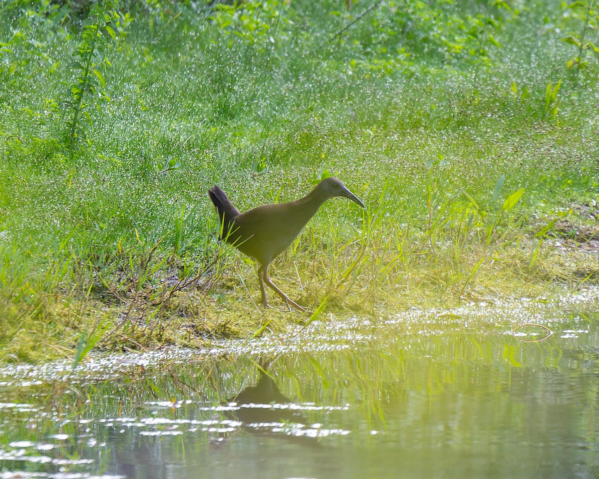 Kurşuni Sukılavuzu - ML646089660
