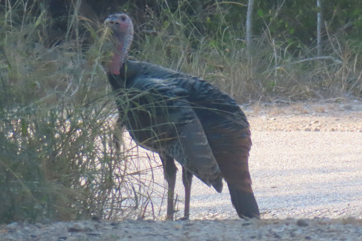 Wild Turkey - ML646089661