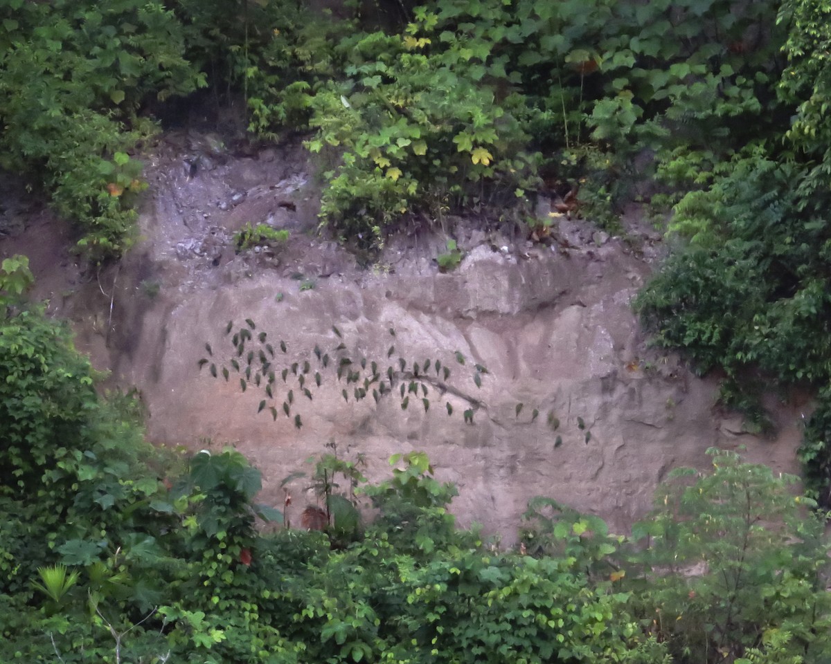 White-eyed Parakeet - ML646089662