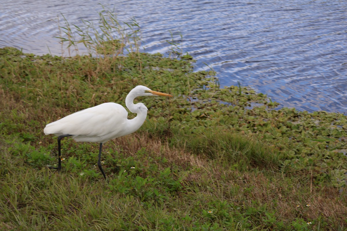 Great Egret - ML646089666