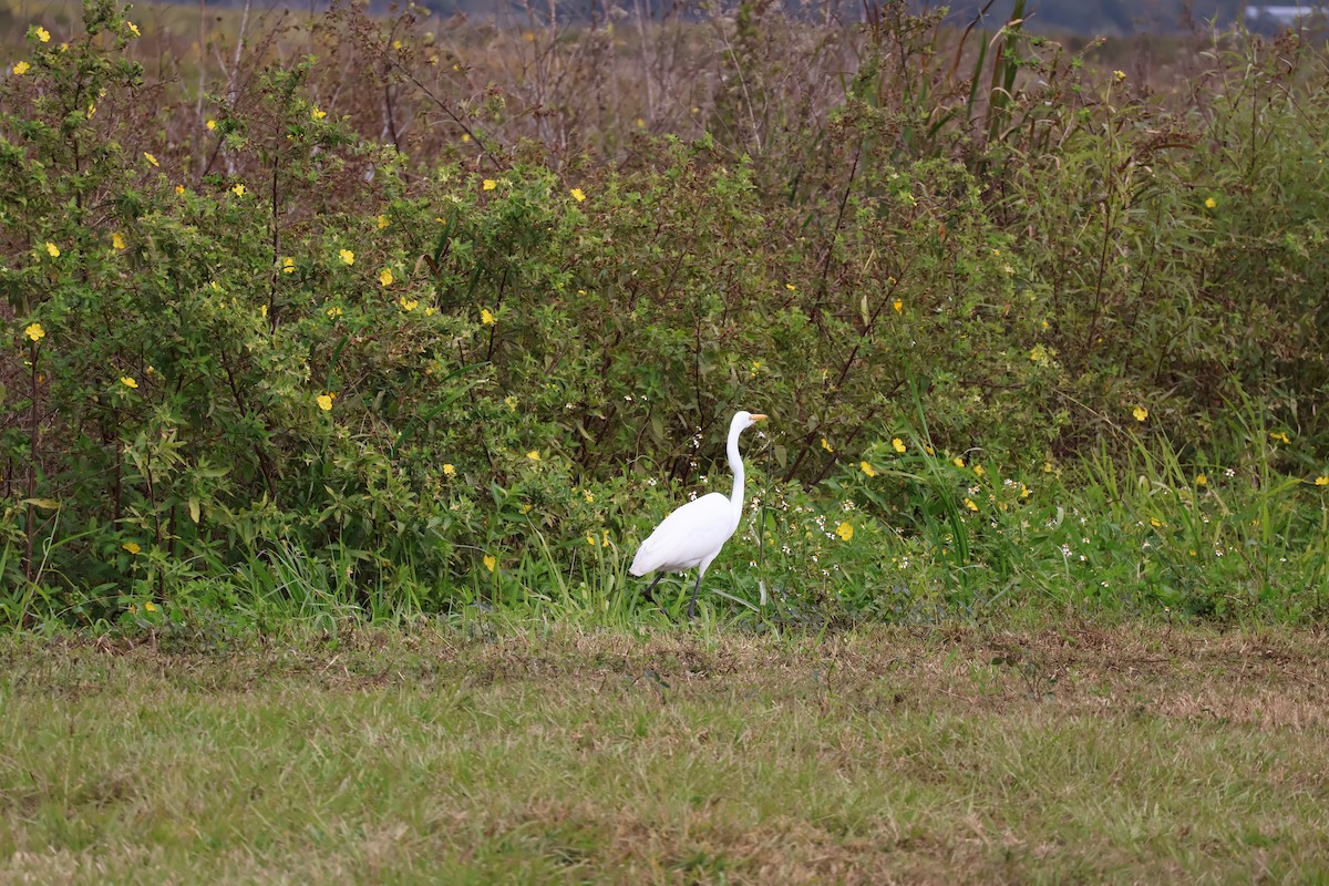 Great Egret - ML646089667
