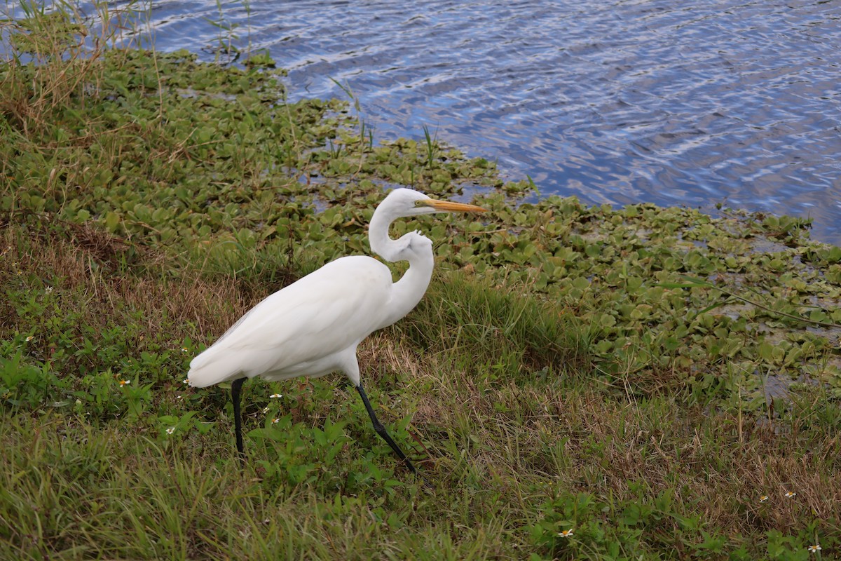 Great Egret - ML646089668