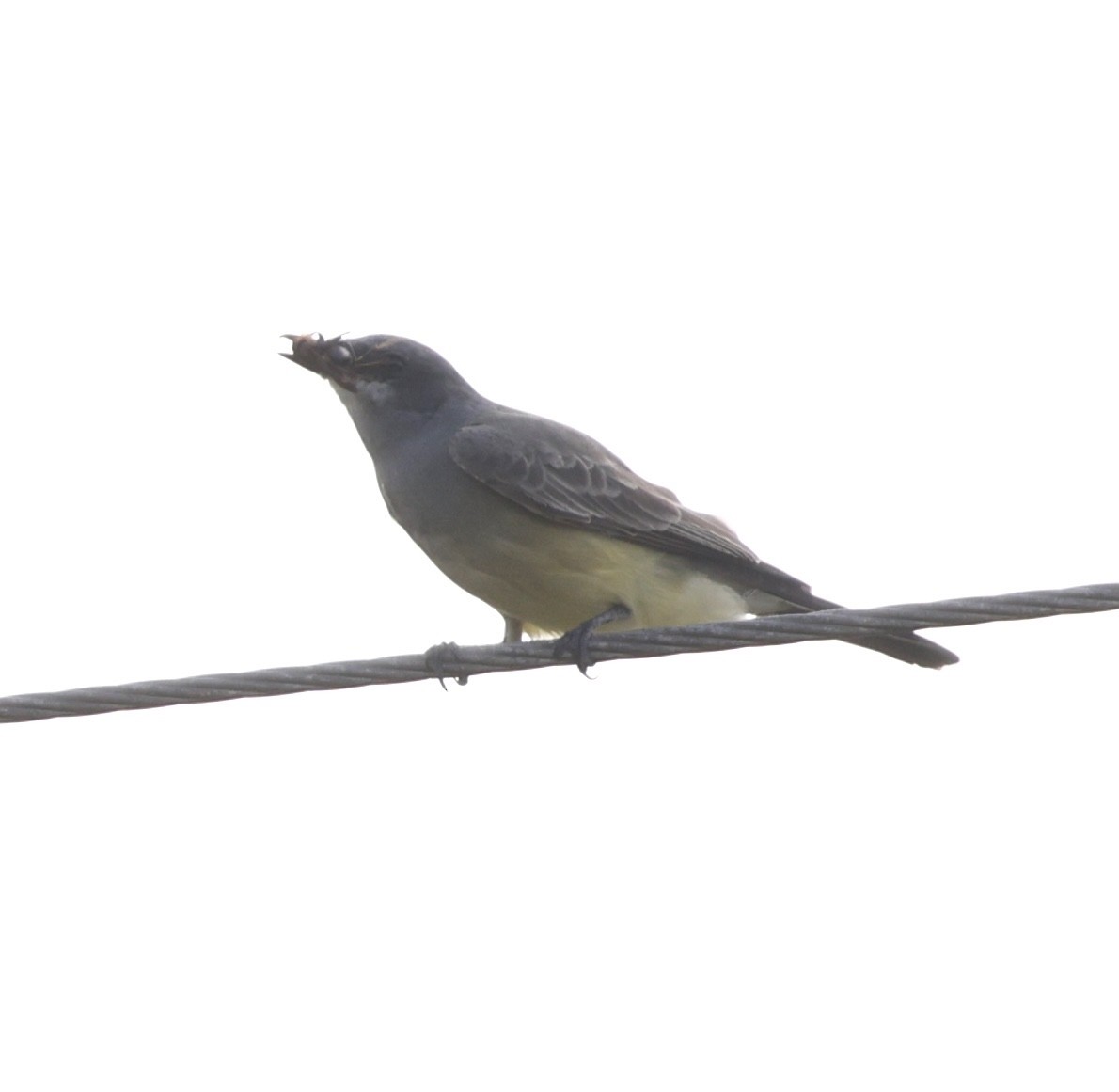 Cassin's Kingbird - ML646089669