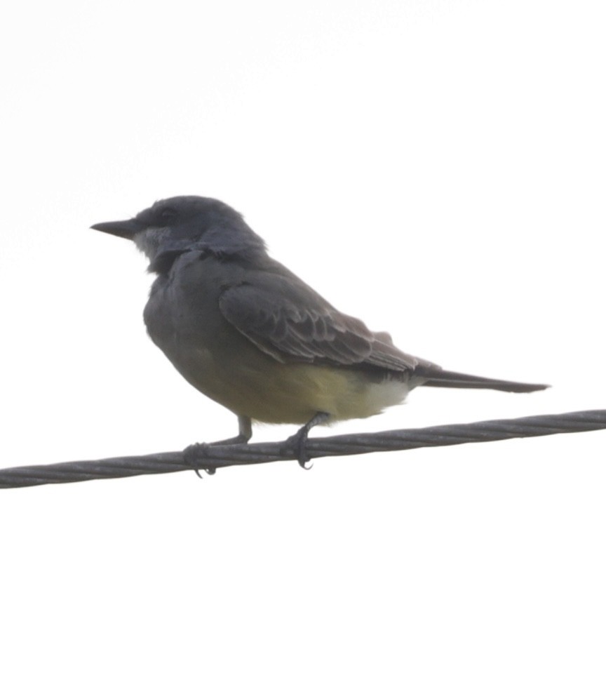 Cassin's Kingbird - ML646089670