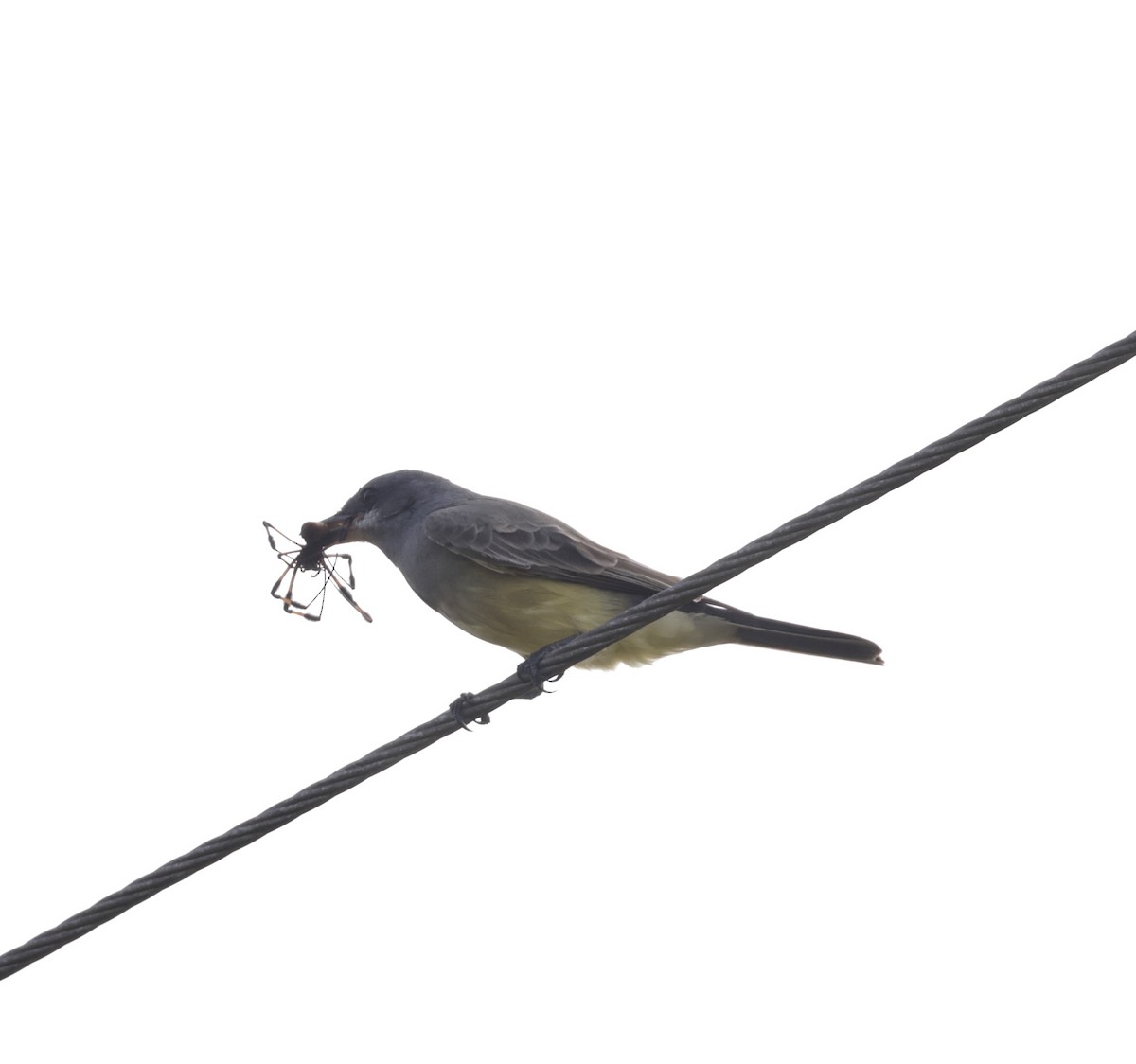 Cassin's Kingbird - ML646089671