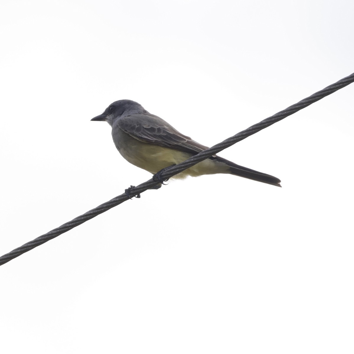 Cassin's Kingbird - ML646089672