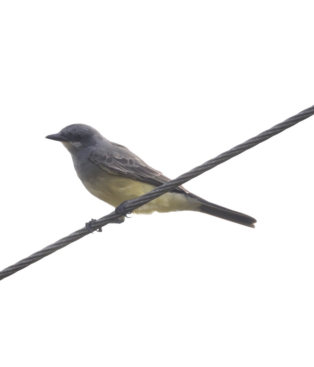 Cassin's Kingbird - ML646089673